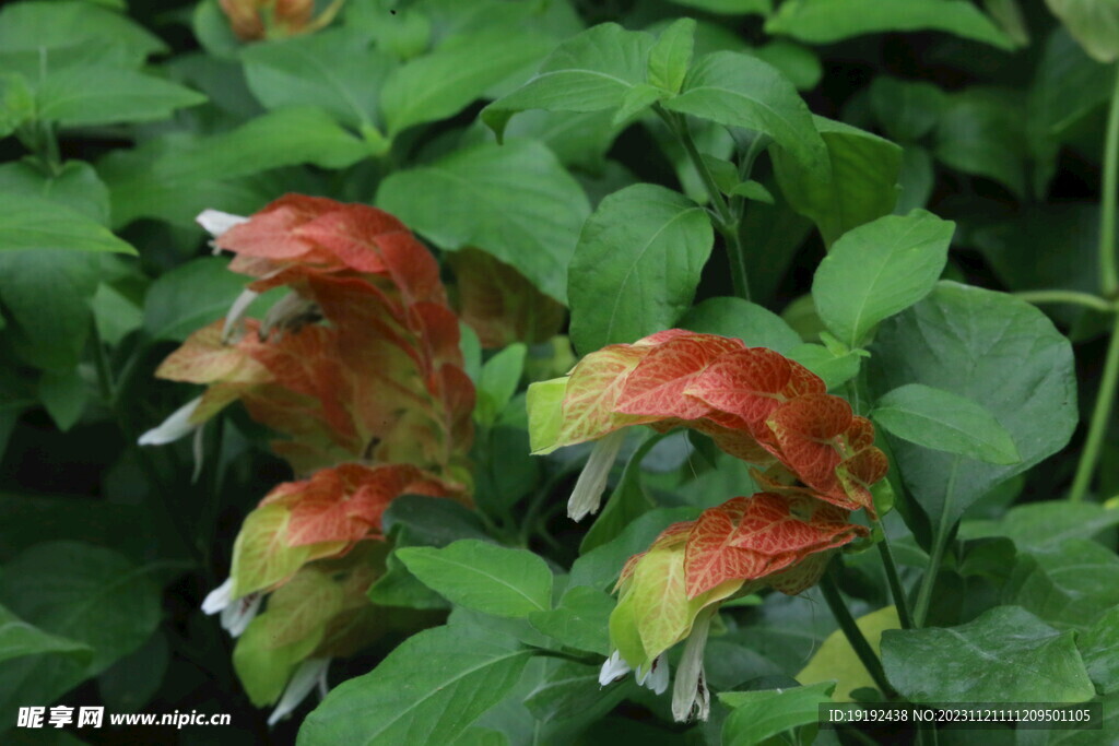 虾衣花 