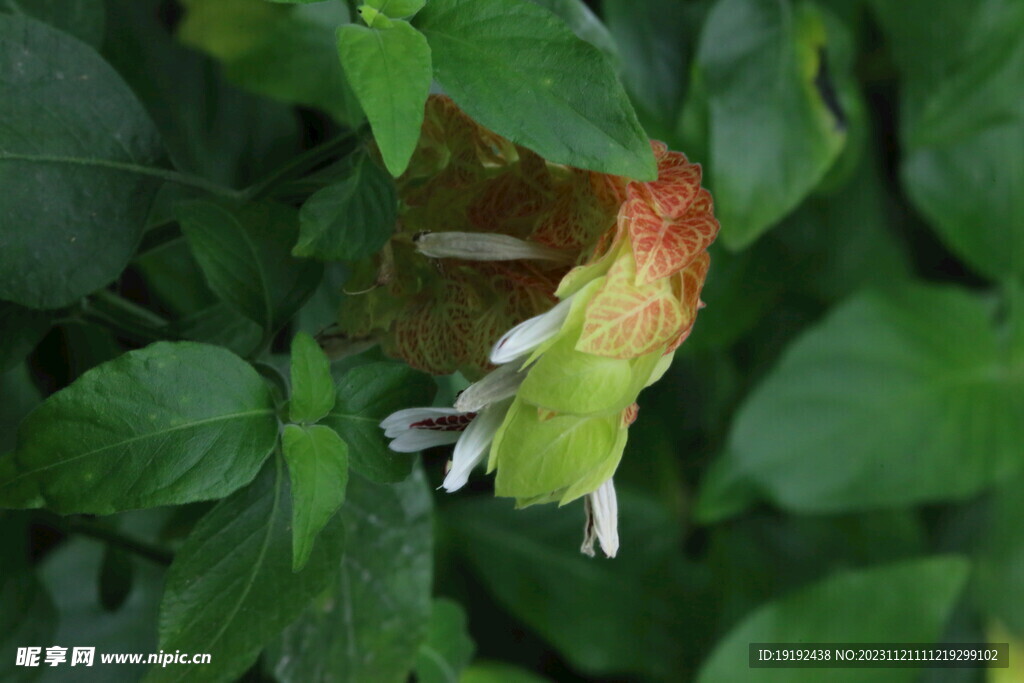 虾衣花