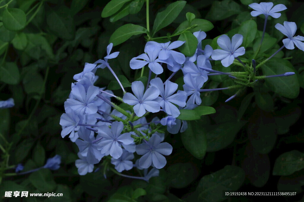 蓝雪花
