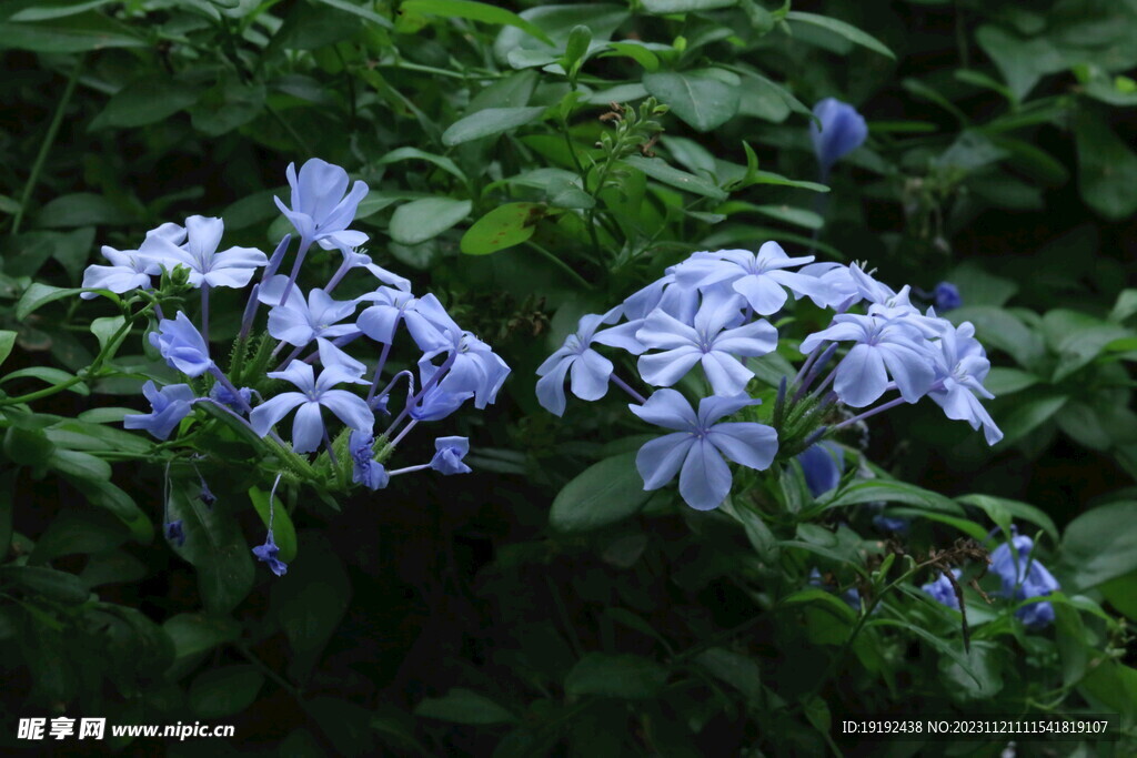 蓝雪花