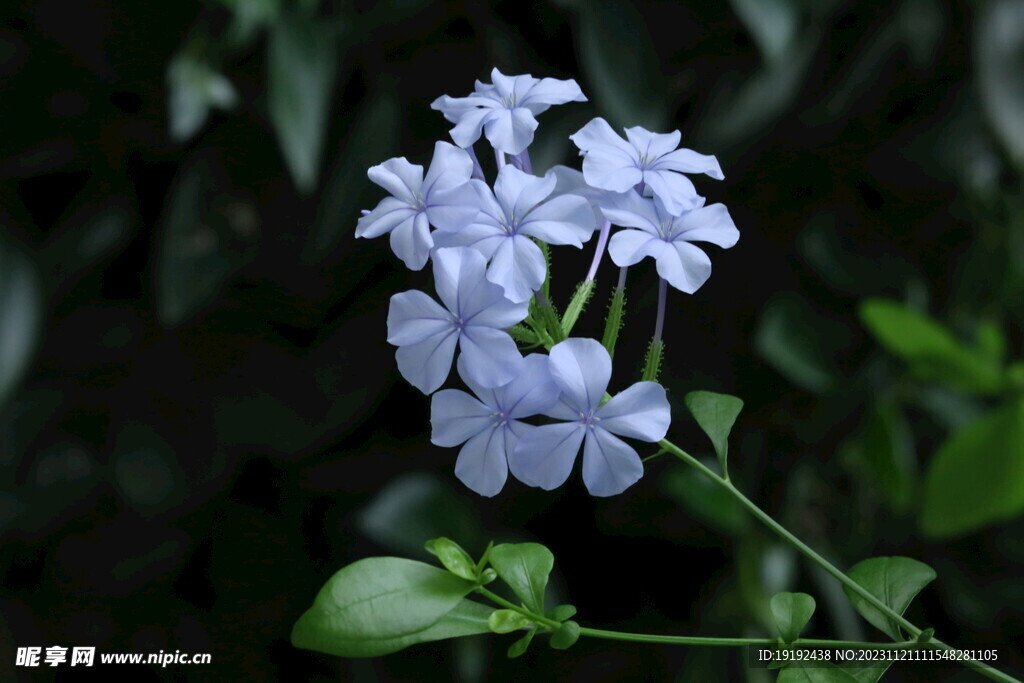 蓝雪花