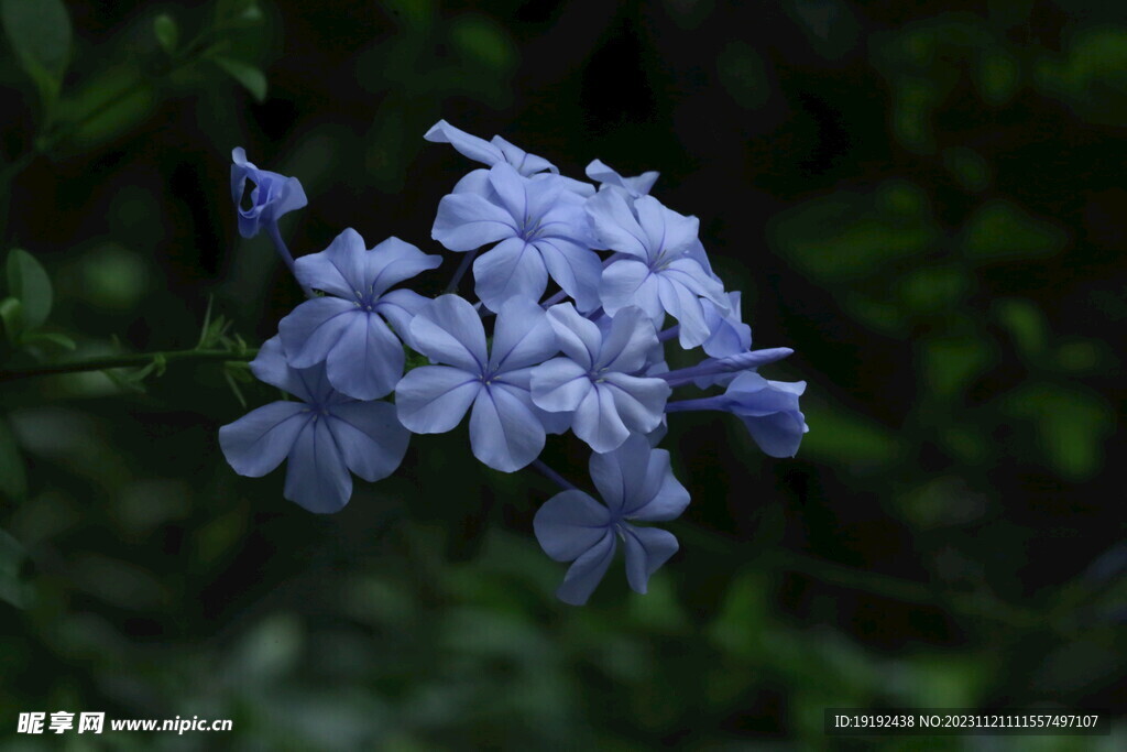 蓝雪花