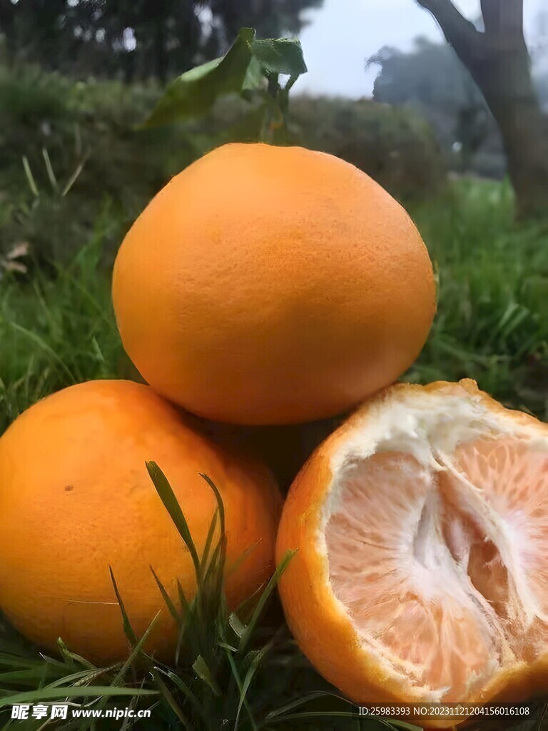 柑橘