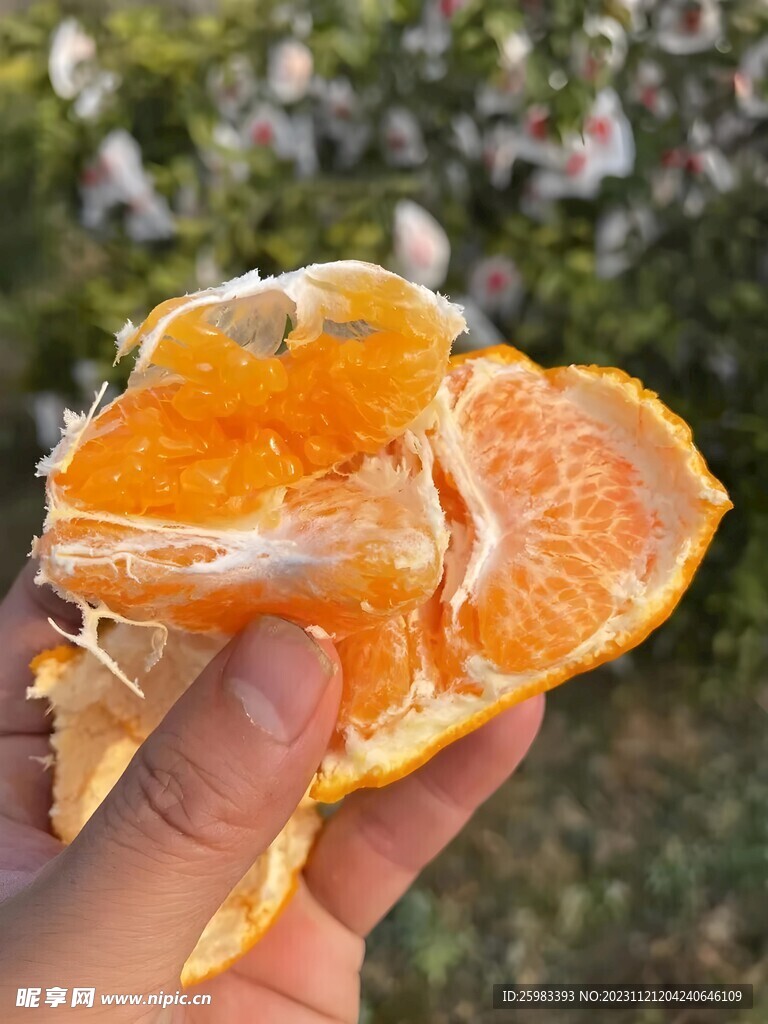 柑橘