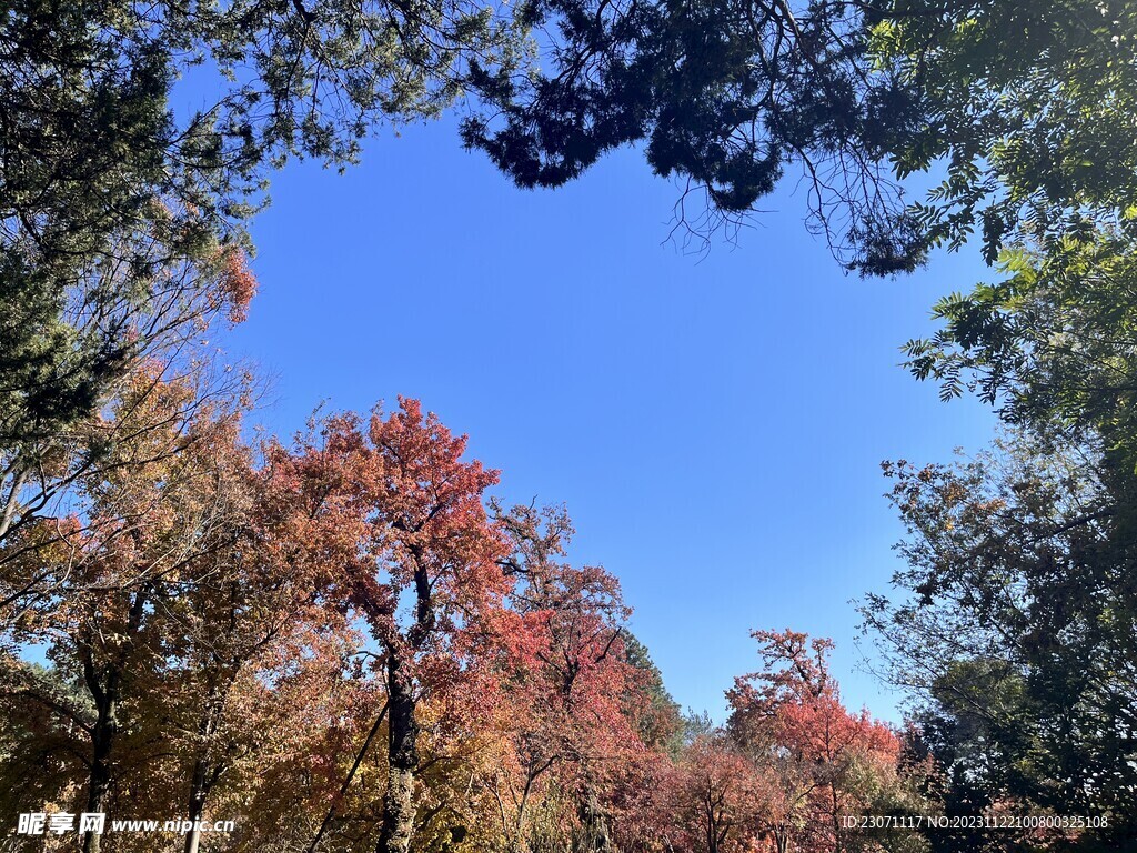 树木天空