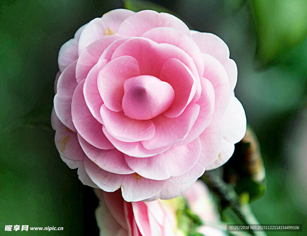 山茶花开