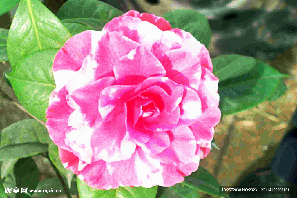 山茶花开