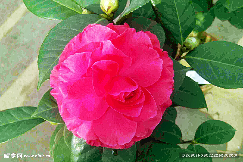山茶花开