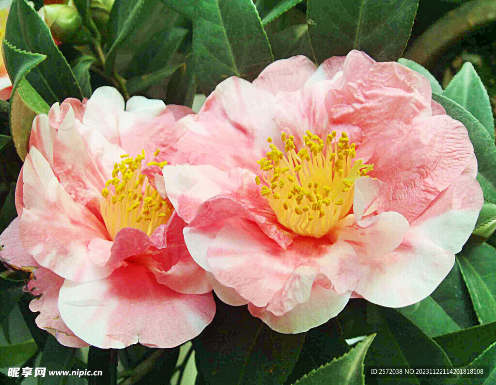 山茶花开