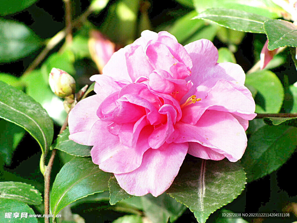 山茶花开