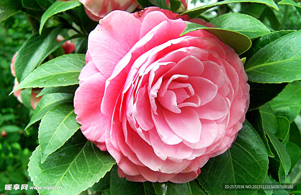 山茶花开