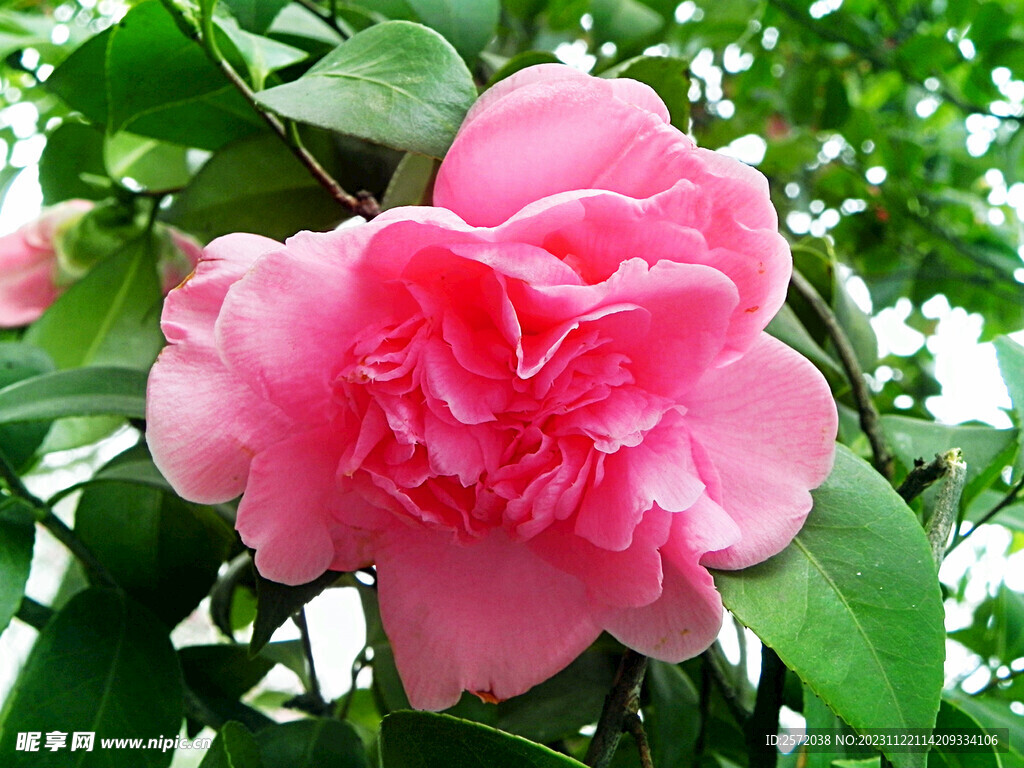 山茶花开