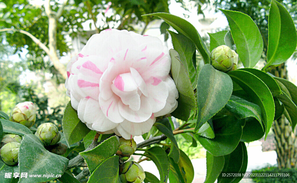 山茶花开