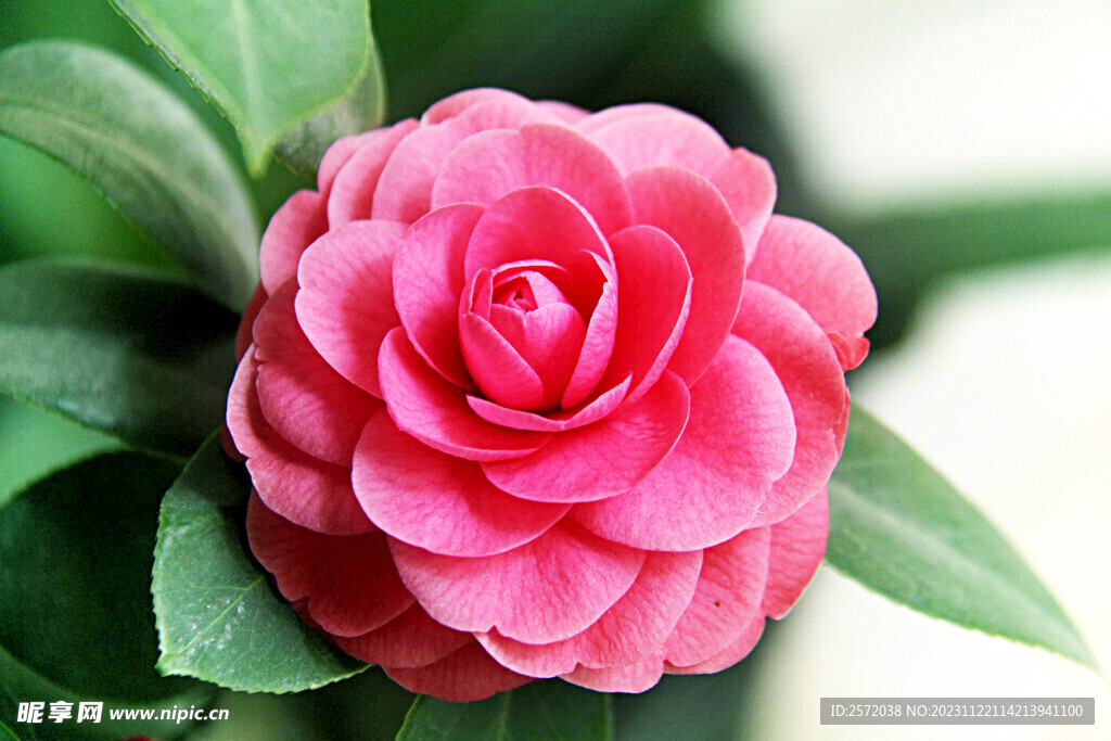 山茶花开