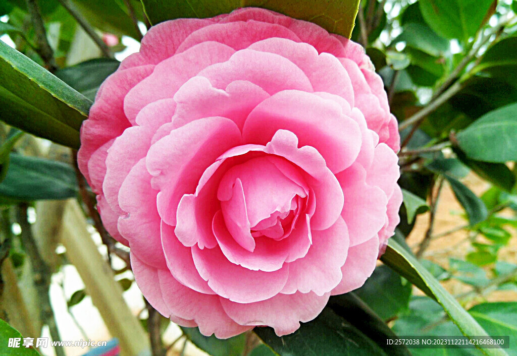 山茶花开