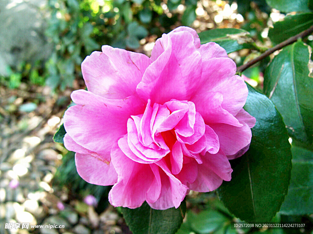 山茶花开
