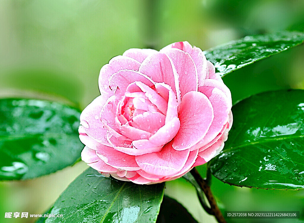 山茶花开