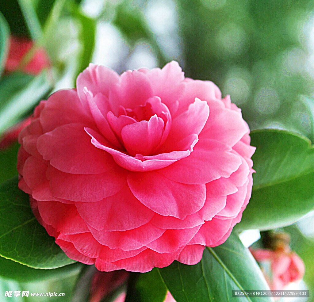 山茶花开