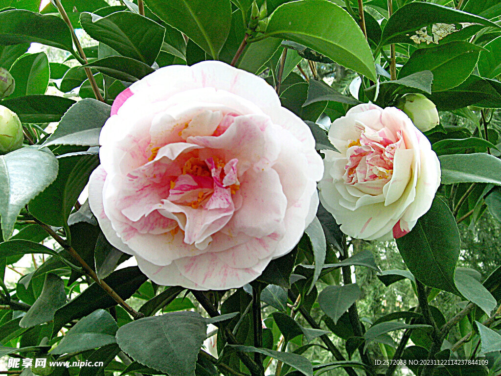 山茶花开