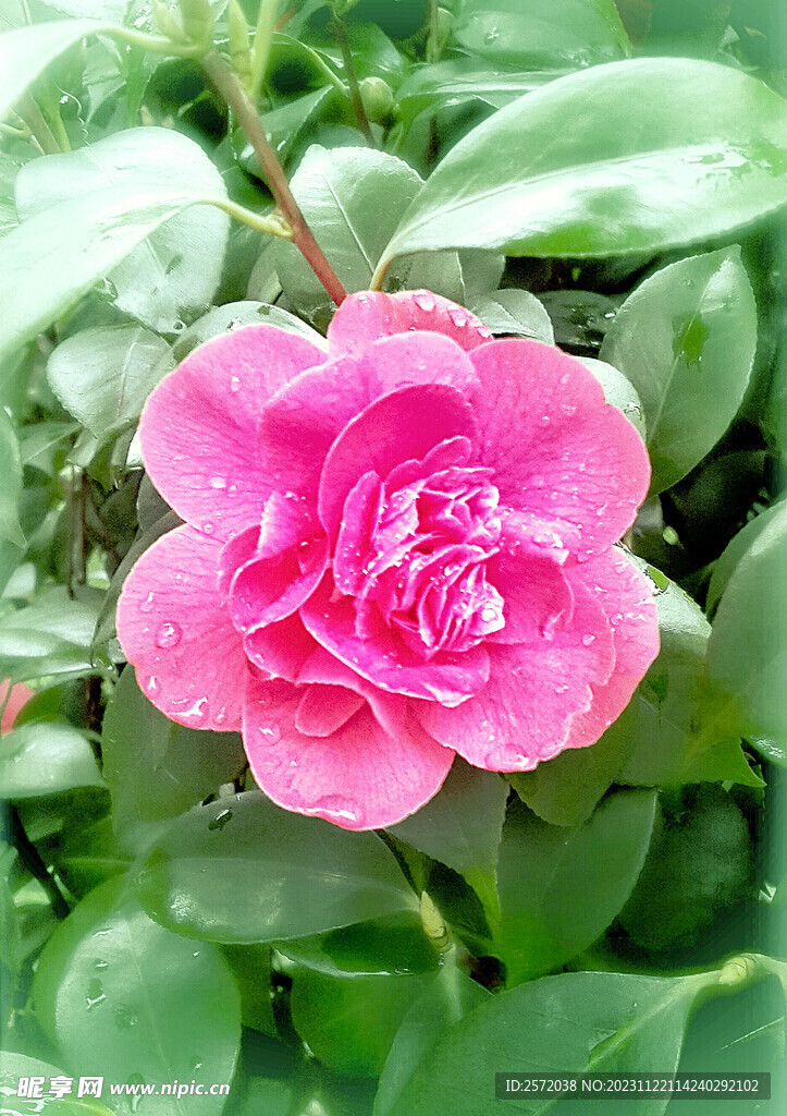 山茶花开