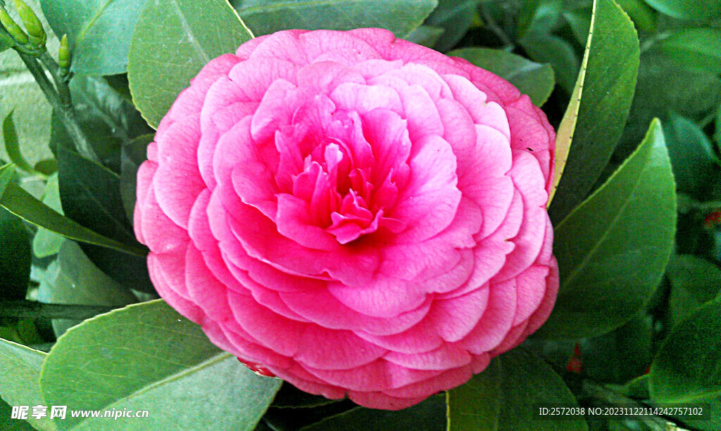 山茶花开