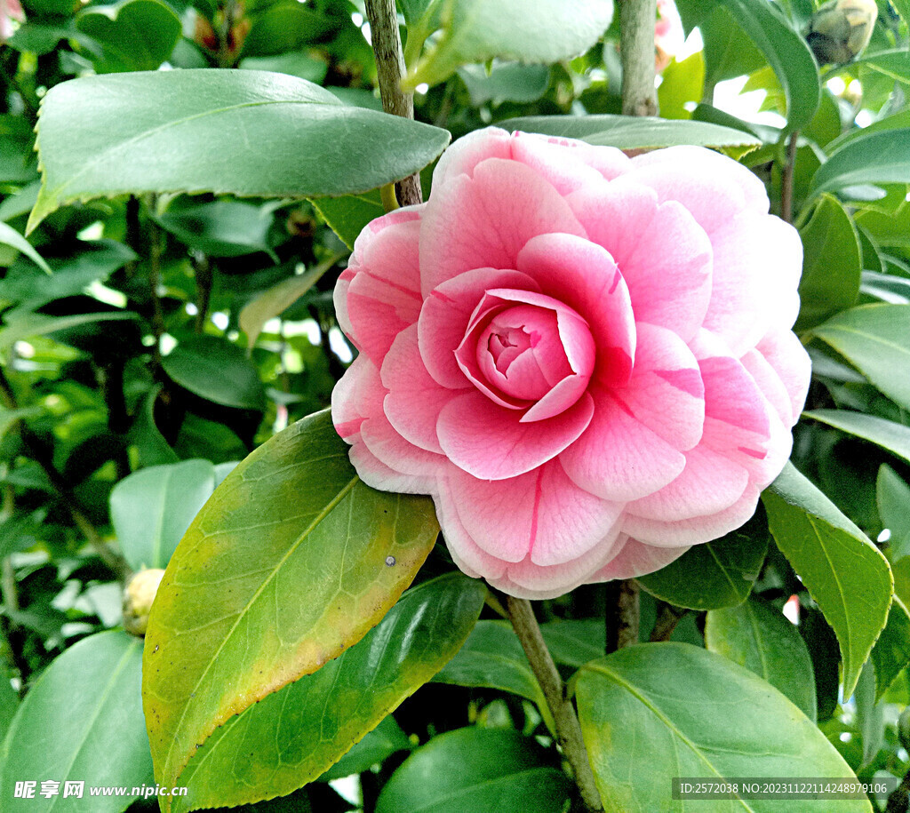 山茶花开