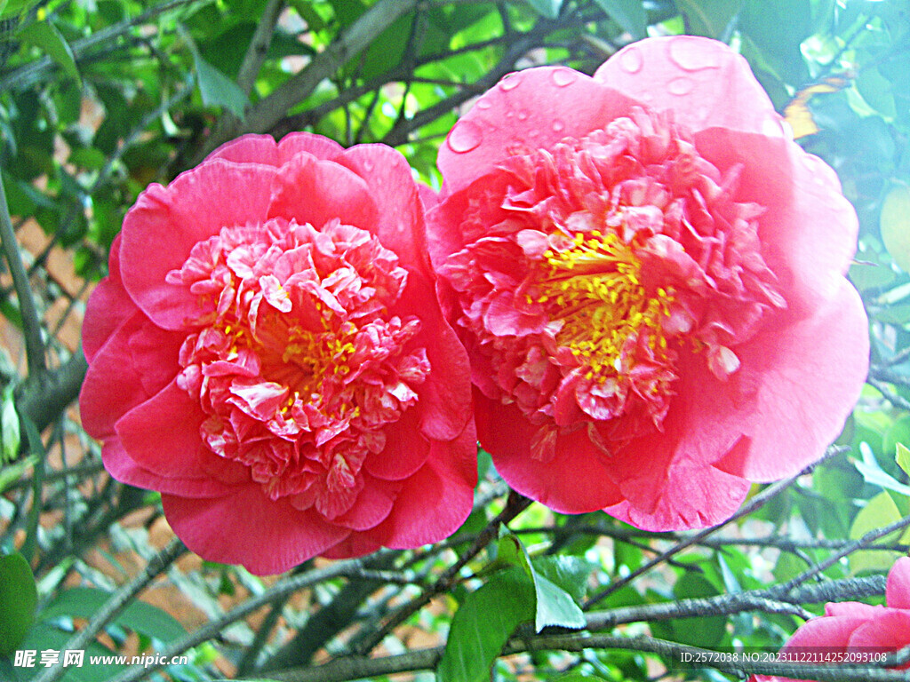 山茶花开