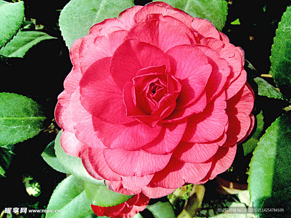 山茶花开