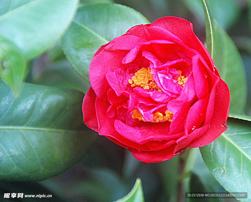 山茶花开