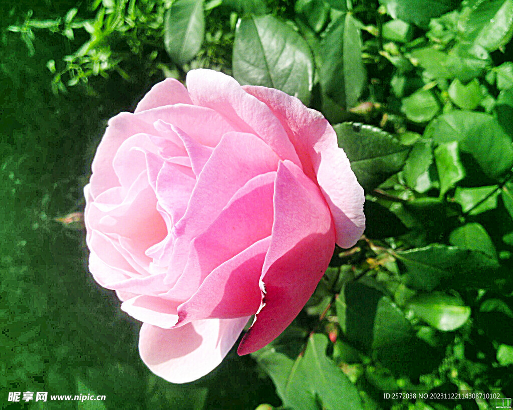 山茶花开