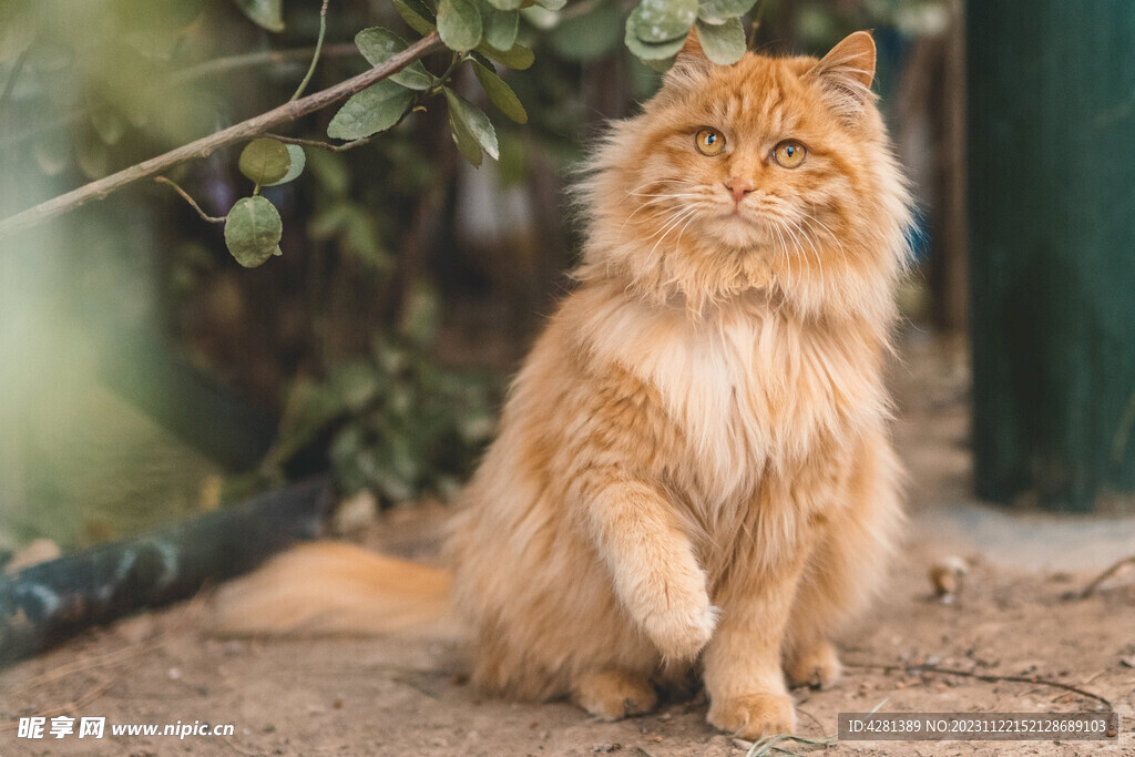 橘猫