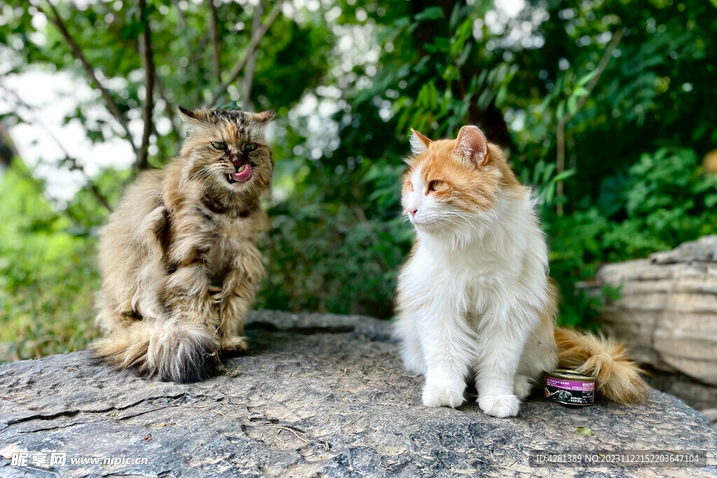 小猫
