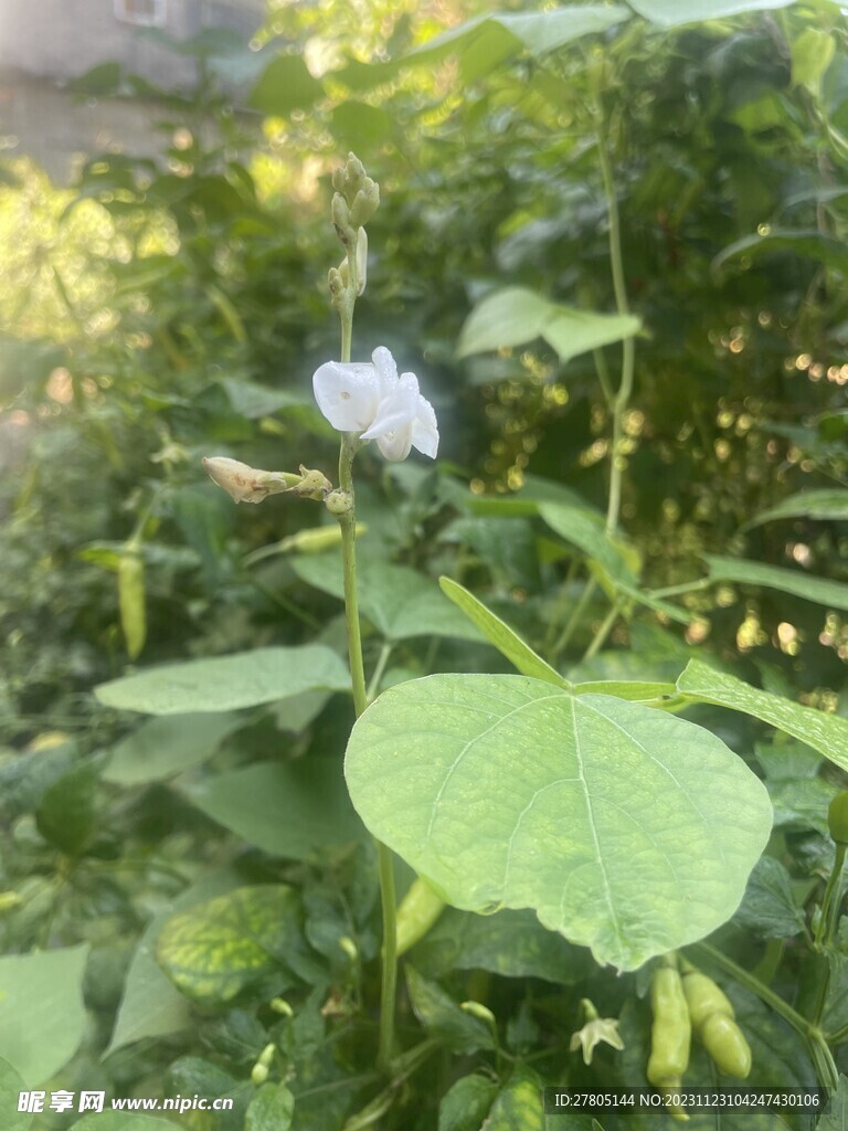 豆花