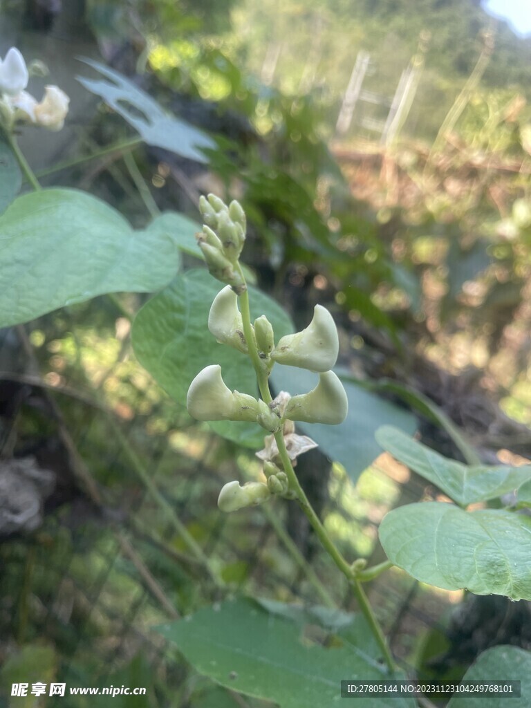 花卉植物