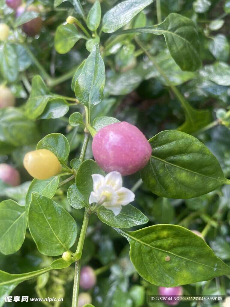 紫色小彩椒