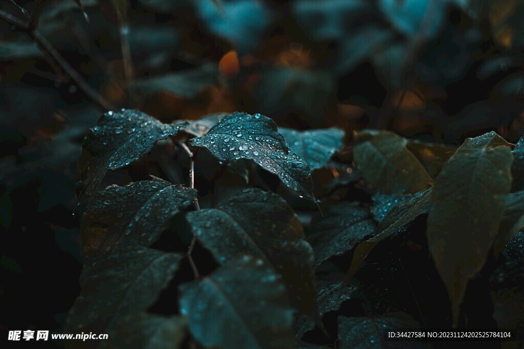 布满水珠的绿叶