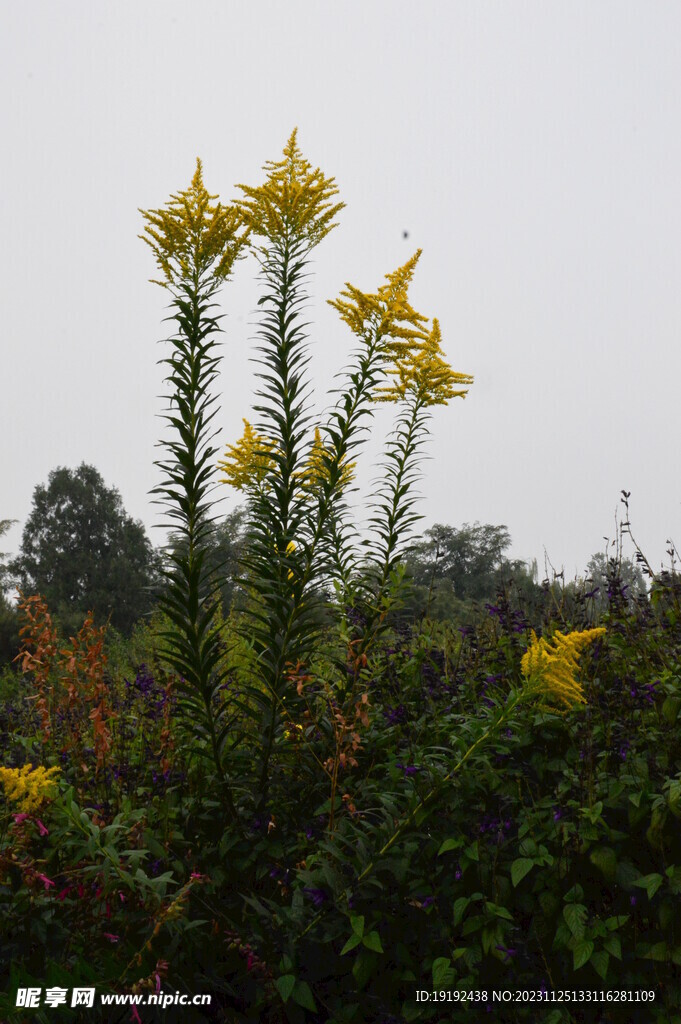 一枝黄花