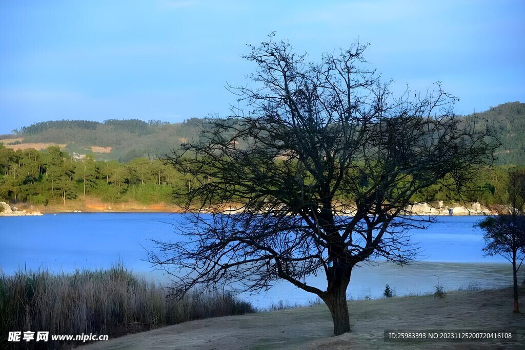 湖畔的大树