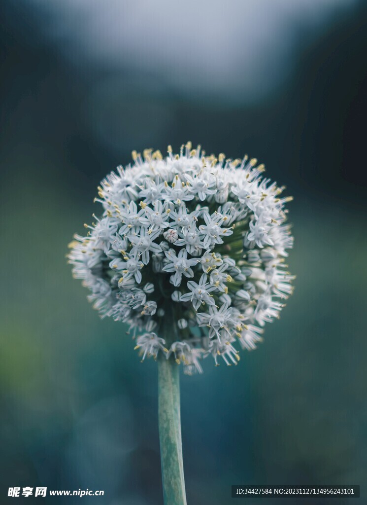 葱花