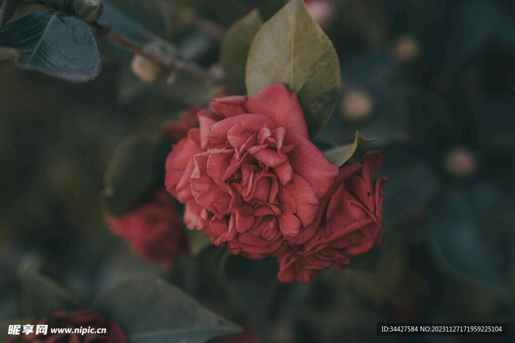 山茶花