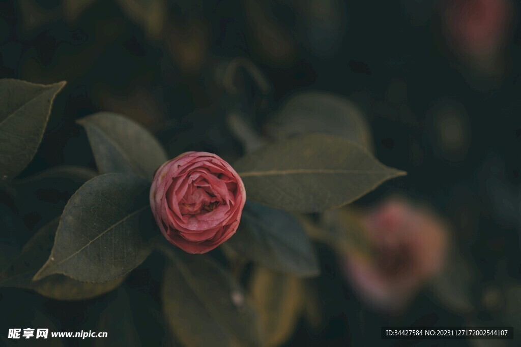 山茶花