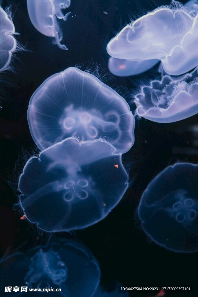 水母
