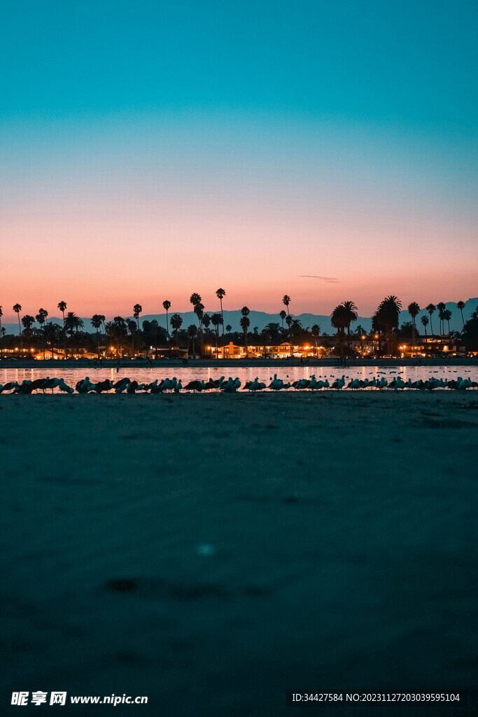 海边夜景和海鸟