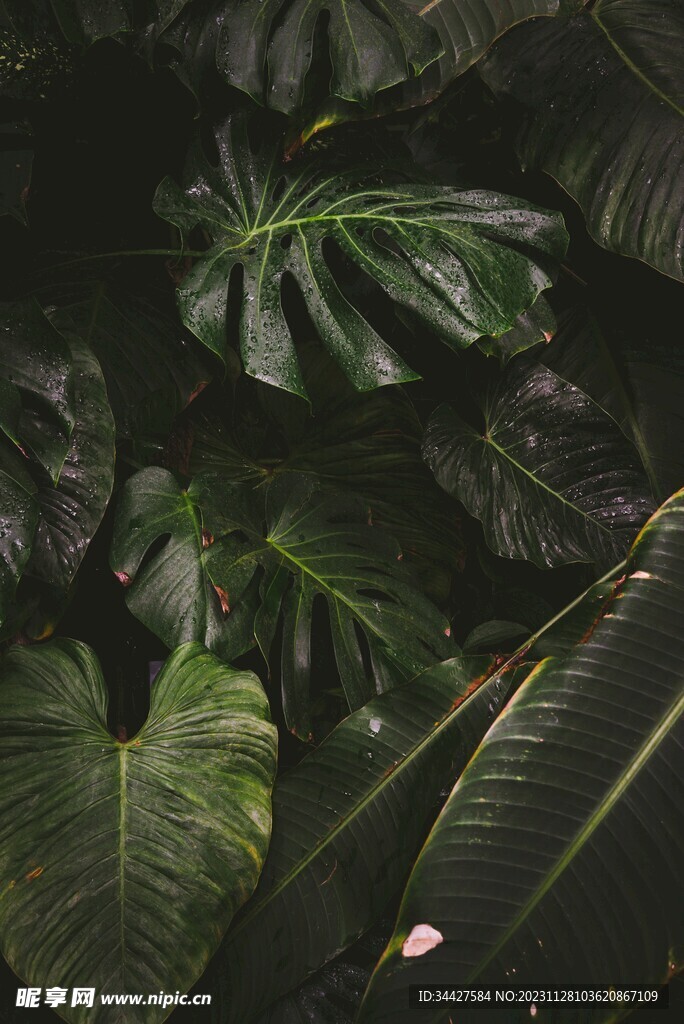 龟背竹叶