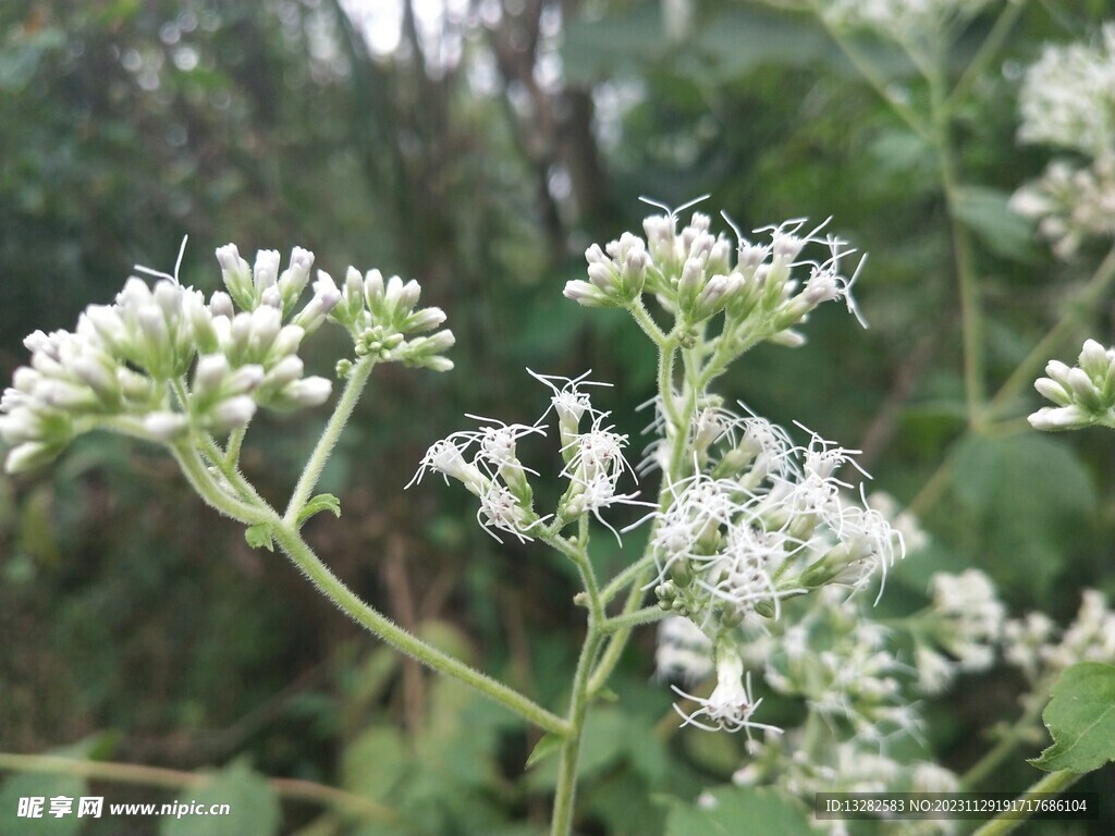多须公花朵图