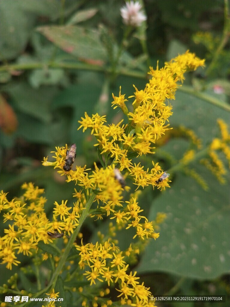 加拿大一枝黄花花朵图