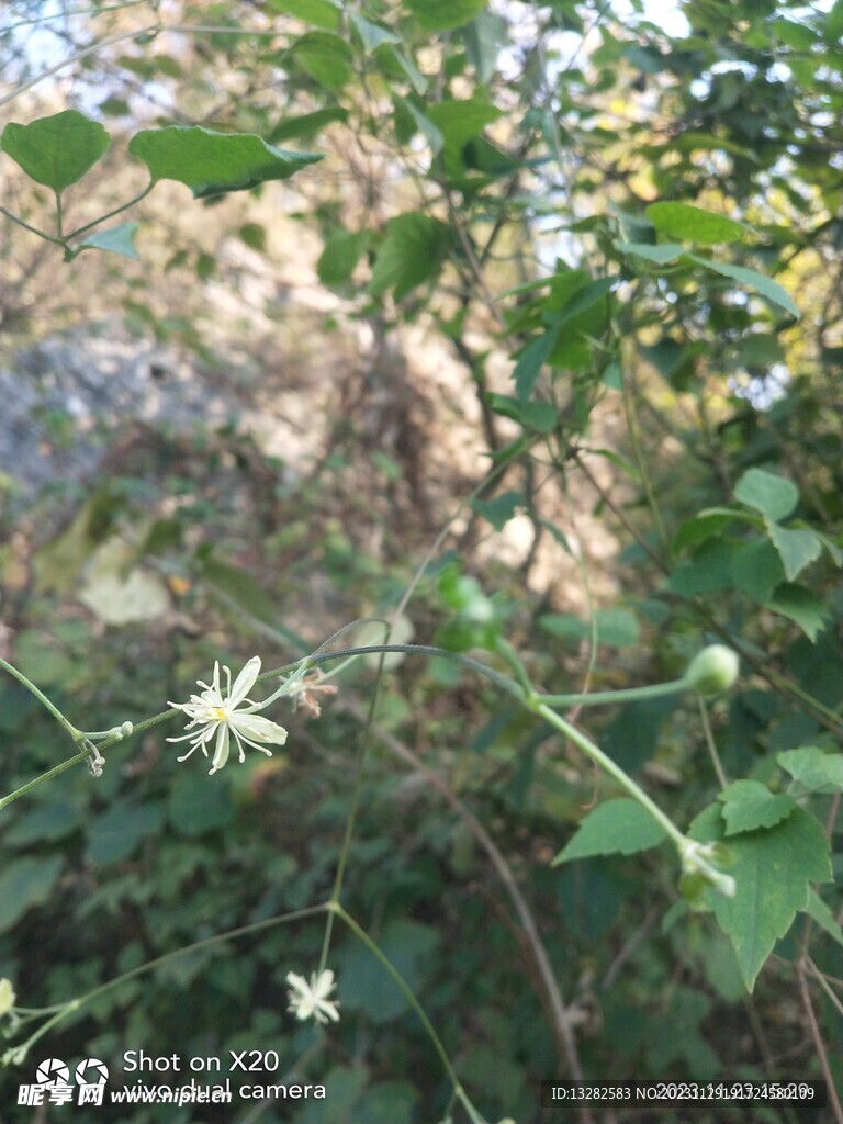 女萎花野外图