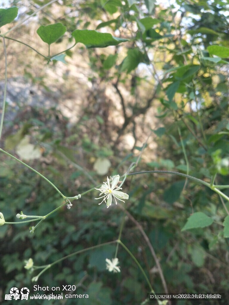 女萎花图