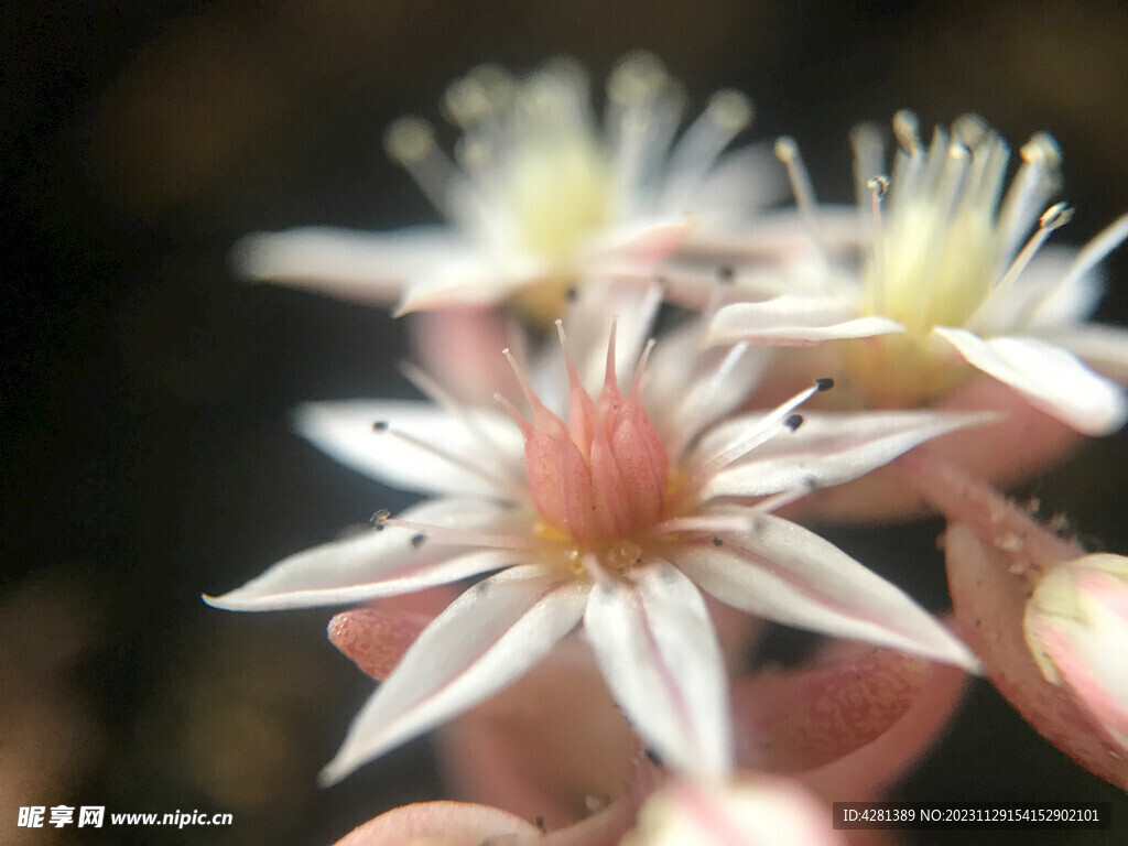 粉色花