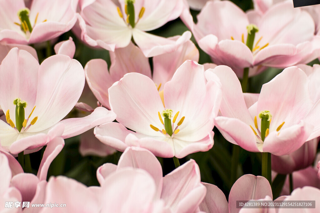 郁金香花